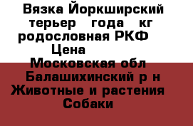 Вязка Йоркширский терьер 4 года 3 кг. родословная РКФ,  › Цена ­ 1 000 - Московская обл., Балашихинский р-н Животные и растения » Собаки   